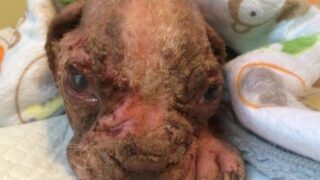 Týraný pejsek našel novou rodinu