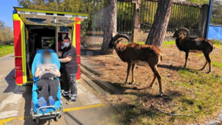 Mufloni neměli roušky, nepřehází humor záchranáře z pražské Krče