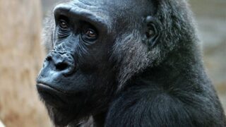 Pražská zoo vpustí jen 8500 lidí denně.