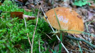 Houbařská sesóna začala.