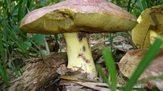 Hřib královský - Ilustrační foto