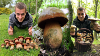 Houbařská sezona je v plném proudu.