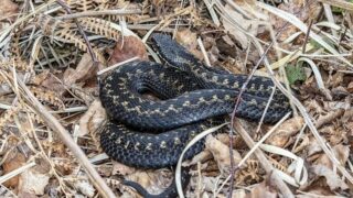 Zmije se v Česku už letos dostala do kontaktu s člověkem.