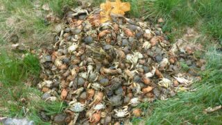 Strážníci řešili neobvyklý případ.