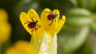 Klíšťata jsou letos přemnožená.