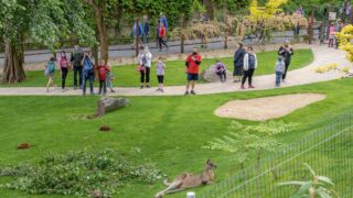 Pro pražskou zoo je rozvolněná kapacita stále nedostačující.