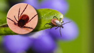 Klíště přenáší nebezpečné nemoci.