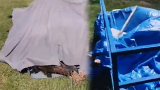 Otřesný pohled na mrtvé koně.