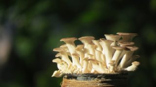 Hlívá je doslova zázračná houba.