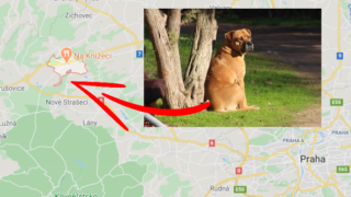 Ženu pokousal vlastní pes