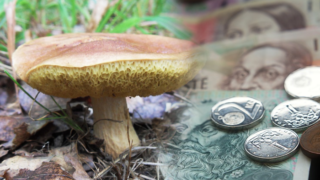 Na houbách se dá vydělat.