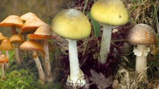 Houby, které skvěle chutnají, ale přináší smrt.