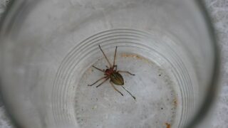 Zápřednice může představovat pro některé jedince ohrožení.