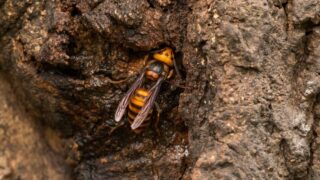 Sršeň mandarínská - Ilustrační snímek