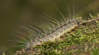 Housenka bourovčíka toulavého