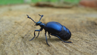 Některé nebezpečné druhy hmyzu se etablují v Česku.