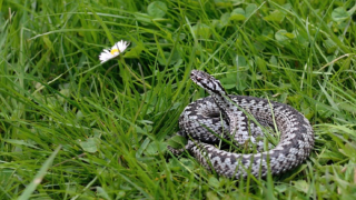 Zmije obecná - Ilustrační snímek.