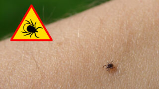 Klíšťata přenášejí nebezpečné nemoci.