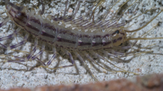 Detailní pohled na cca 13 mm dlouhého jedince