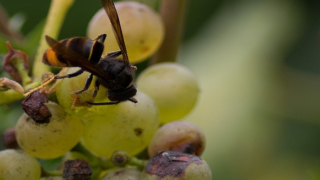 Ilustrační snímek - Sršeň asijská