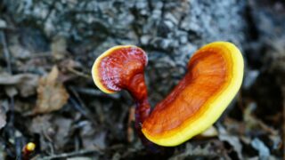 Leskokorka lesklá (Ganoderma lucidum)