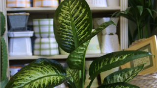 Difenbachie je rod rostlin z čeledi árónovité