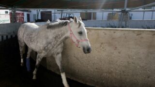 Zemřela legenda Sixteen, dvojnásobná vítězka Velké pardubické