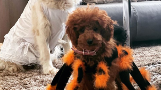 Monika své čtyřnohé miláčky pořádně vyzdobila