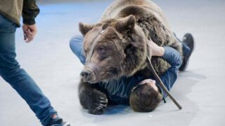 Medvěd zaútočil na ošetřovatele, kterého rozsápal v kleci