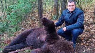 V ruském městě medvědi vyhrabávají hroby