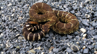 Ilustrační snímek