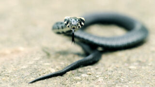 Ilustrační snímek - Užovka obojková