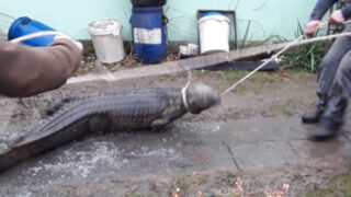 Hasiče při likvidaci požáru překvapil krokodýl