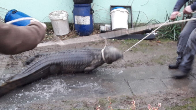 Hasiče při likvidaci požáru překvapil krokodýl