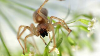 Zápřednice jedovatá