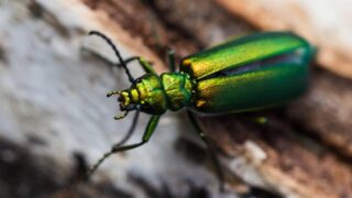 Puchýřník lékařský je krásný brouk s nebezpečným jedem