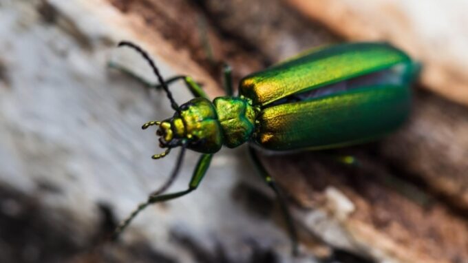 Puchýřník lékařský je krásný brouk s nebezpečným jedem