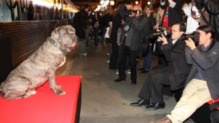 Neapolský mastin Monkey, který se proslavil jako Tesák ve filmech o Harrym Potterovi