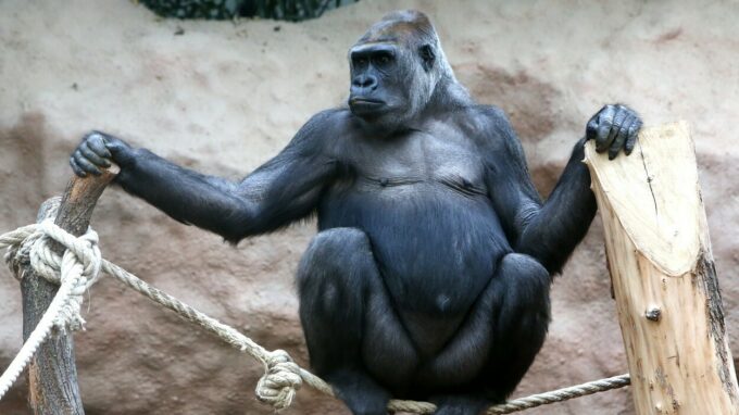 Gorilí samice Bikira