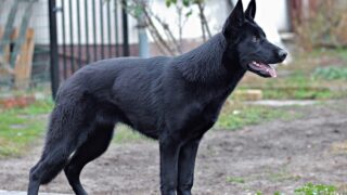 Pes - ilustrační foto