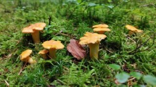 Houby - ilustrační foto