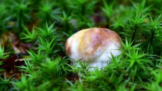 První hřiby od Milana Košarišťana