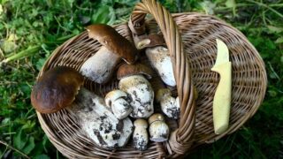 Hřib dubový je vyhledávaná houba.