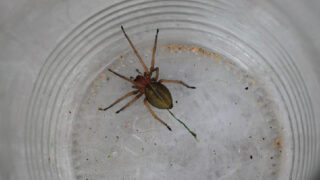 Zápřednice je nejjedovatější pavouk Česka