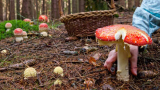 Některé houby v českých lesích mohou způsobit velké zdravotní potíže