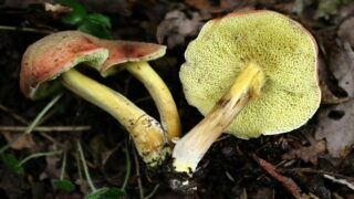 Hřib žlutomasý lidově zvaný babka