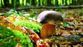 Hřib - ilustrační foto