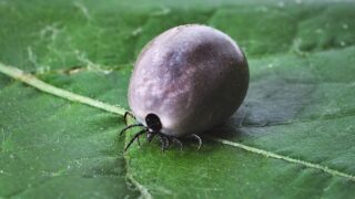 Klíště - ilustrační foto