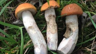 Křemenáč je chutná a ceněná houba.