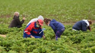 Samosběr jahod - Ilustrační snímek